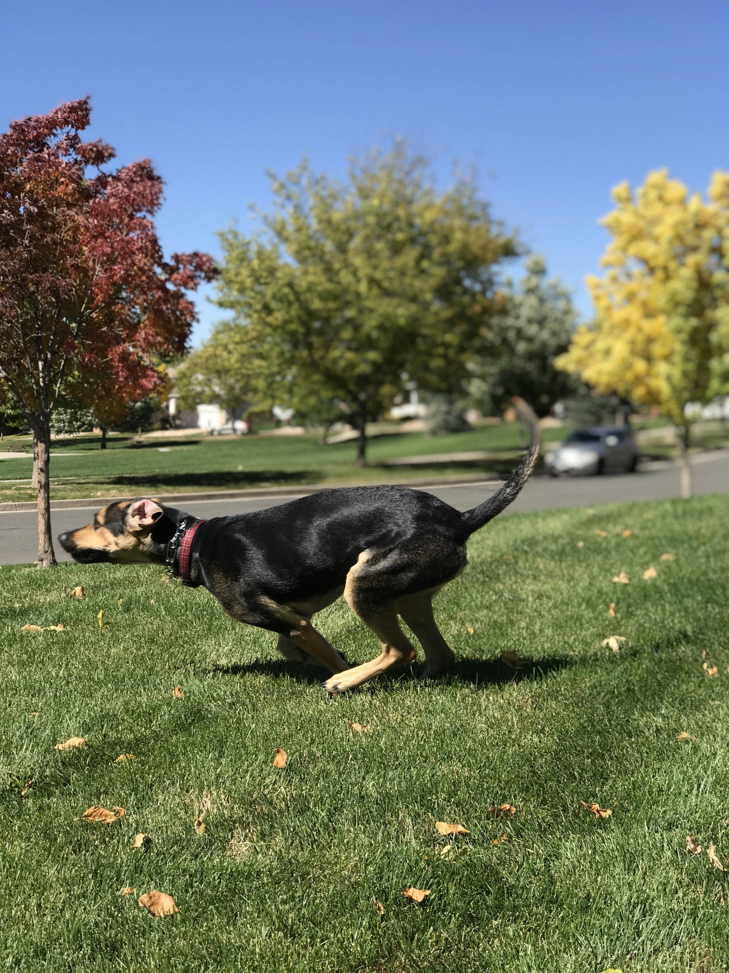 Mussel Mobility: Hip & Joint Support Powder for Dogs & Cats