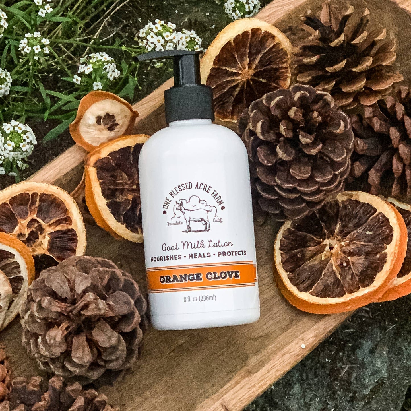 Orange Clove Goat Milk Lotion